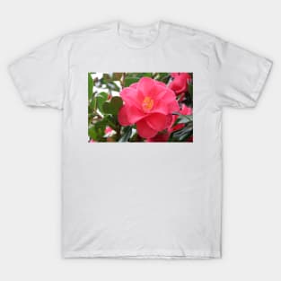 Pink Camellia T-Shirt